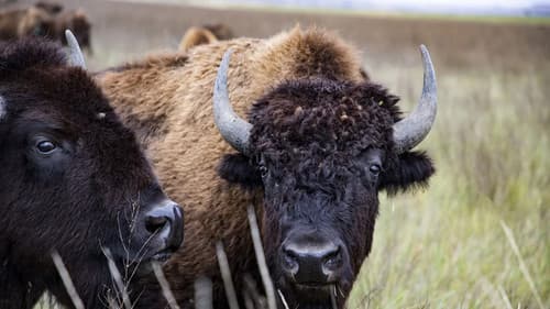 Der Amerikanische Bison Bild 3