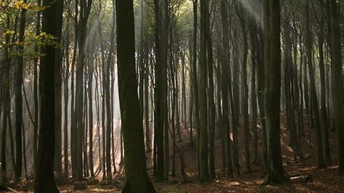 Ostseeparadies Rügen Bild 5