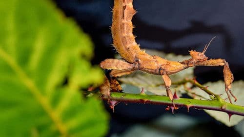 Krasse Krabbeltiere Bild 2