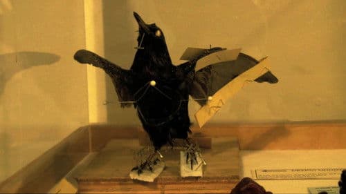 The Last Flesh & Blood Show Bild 1