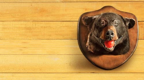 The Guest Book Bild 1