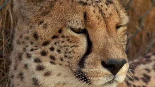 72 Cutest Animals Bild 2