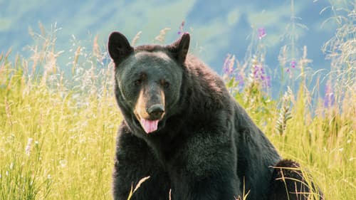 Alaskas Wildtier-Retter Bild 7