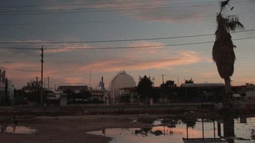 Yellow Fieber Bild 2