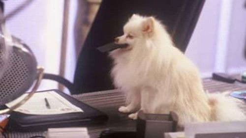 Nur Hunde kommen in den Himmel Bild 2