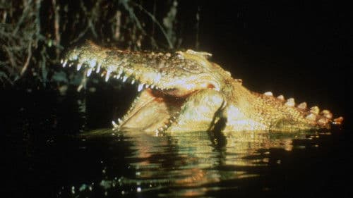 Dark Age - Crocodile Hunter Bild 4