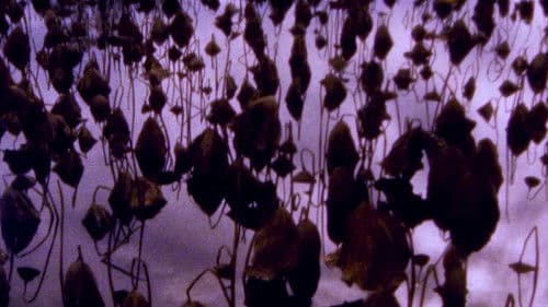 Hiroshima - Nagasaki Bild 1