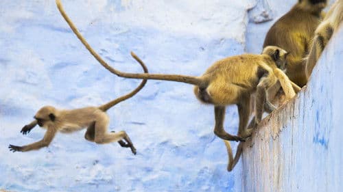 Planet Erde II: Eine Erde - viele Welten Bild 8