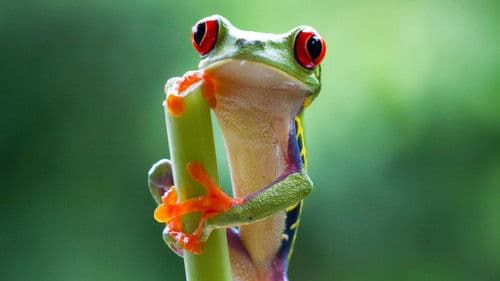 Planet Erde II: Eine Erde - viele Welten Bild 7