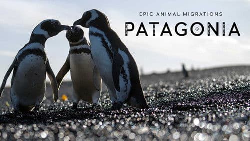 Epic Animal Migrations: Patagonia Bild 2