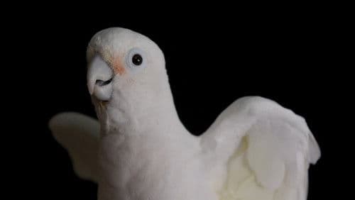 Parrot Kindergarten Bild 2