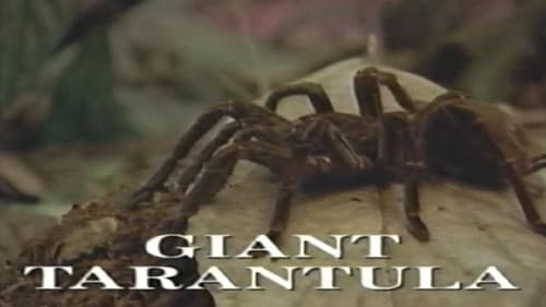 Predators of the Wild: Giant Tarantula Bild 1