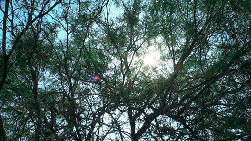 La Voz del Mezquite Bild 2