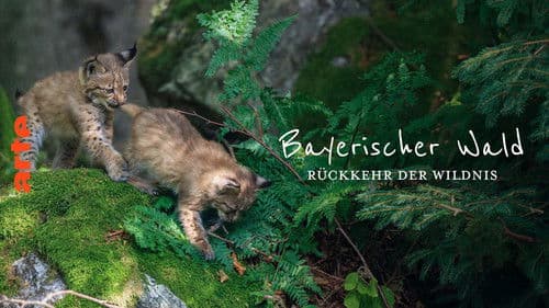 Der wilde Wald Bild 6