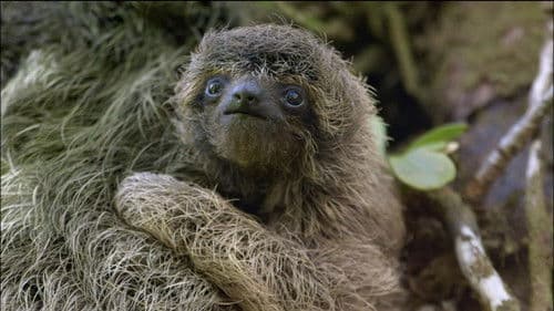 A Sloth Named Velcro Bild 2