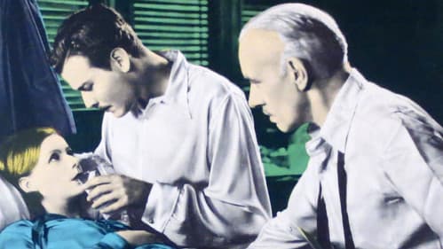 Wilde Orchideen Bild 2