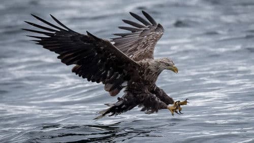 Where Eagles Dare Bild 1