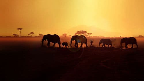 Walking with Elephants Bild 1