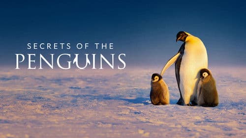 Die geheimnisvolle Welt der Pinguine Bild 1