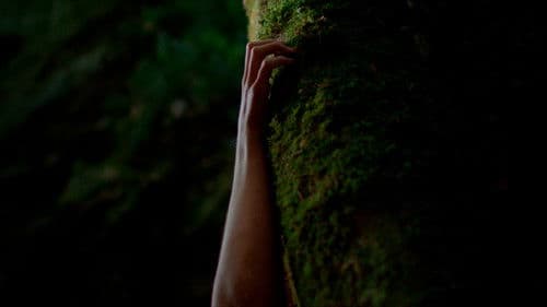 Vinguin les feres Bild 6