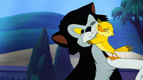 Frankies Katzenmusik Bild 4