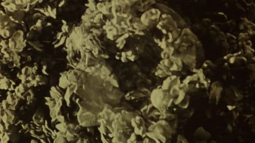 The Twin Pawns Bild 2