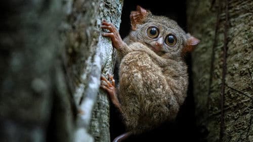 Asiens tierische Freaks Bild 5