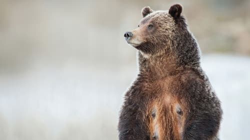 Grizzly 399: Queen of the Tetons Bild 3