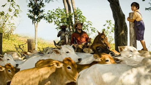 O Menino da Porteira Bild 2