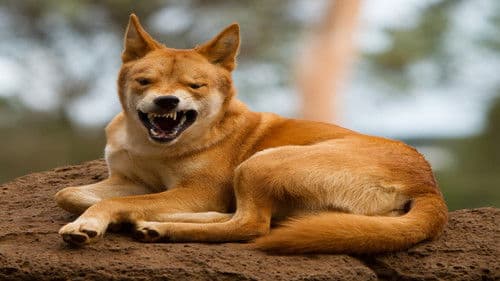 Der Dingo-Mord - Tod im Outback Bild 8