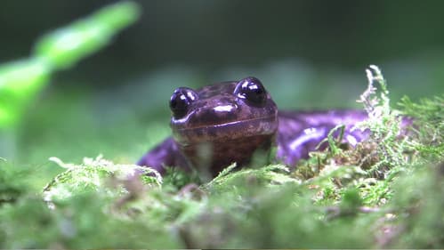 山椒魚來了 Bild 1