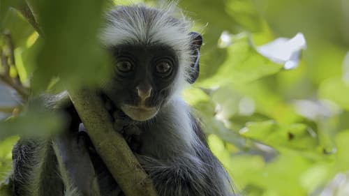 Die Wildnis Afrikas - Vier Jahreszeiten Bild 2
