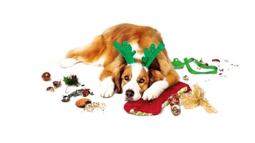 Alle Jahre wieder - Weihnachten mit den Coopers Bild 1
