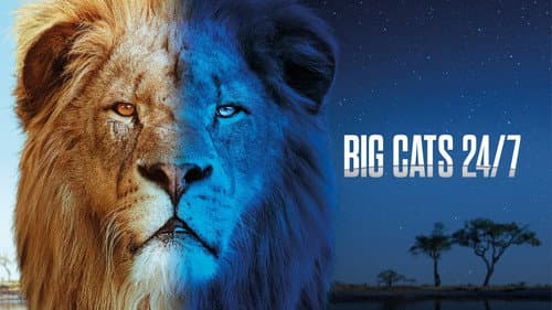 Big Cats 24/7 Bild 2