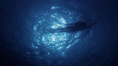 Der weiße Hai - Kultfilm mit Biss Bild 1