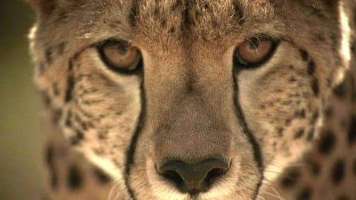 Serengeti Speed Queen Bild 3