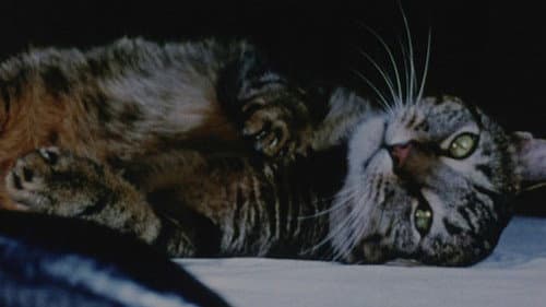 Cat Food Bild 2