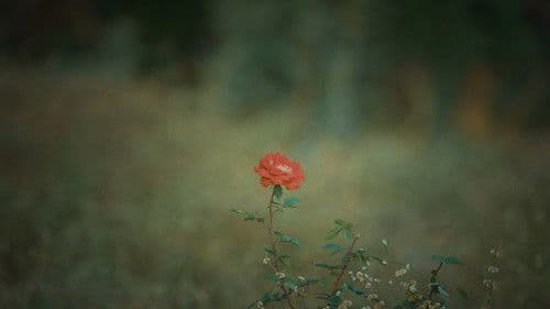 The Merchant of Vinashna Bild 1