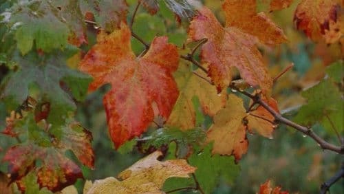 Il pianeta azzurro Bild 5