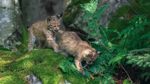 Der wilde Wald Bild 2