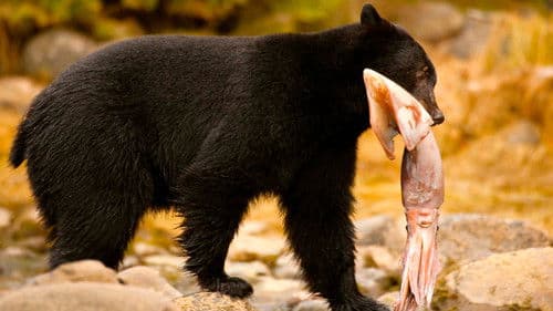 Stranger Than Nature Bild 3