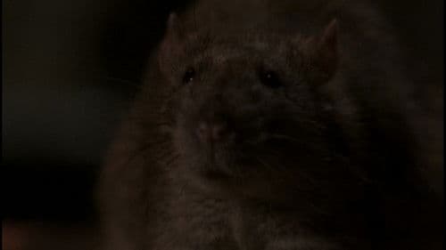 Ratten - Sie sind überall! Bild 7