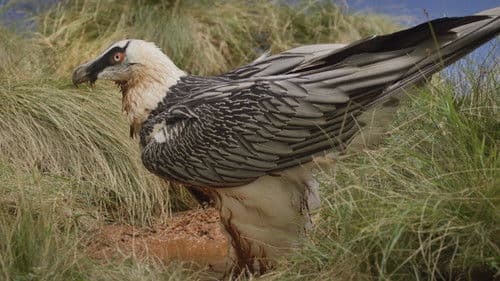 Le Temps des vautours Bild 2