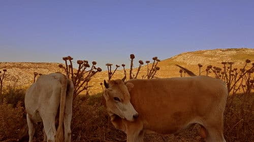 Τα Τζιτζίκια Bild 2