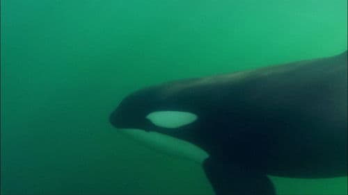 Killer Whales - The Ultimate Guide Bild 4