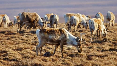 Nature's Epic Journeys Bild 2