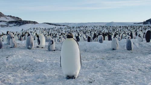 Antarktis - Leben am Limit Bild 1