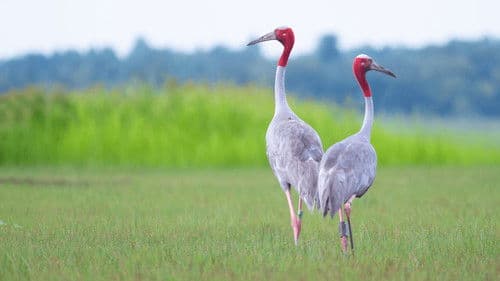 Thailand's Wild Side Bild 7