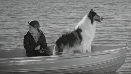 Lassie verschwindet Bild 1