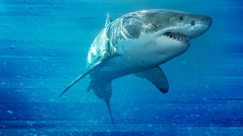 Das Turnier der Haie Bild 1